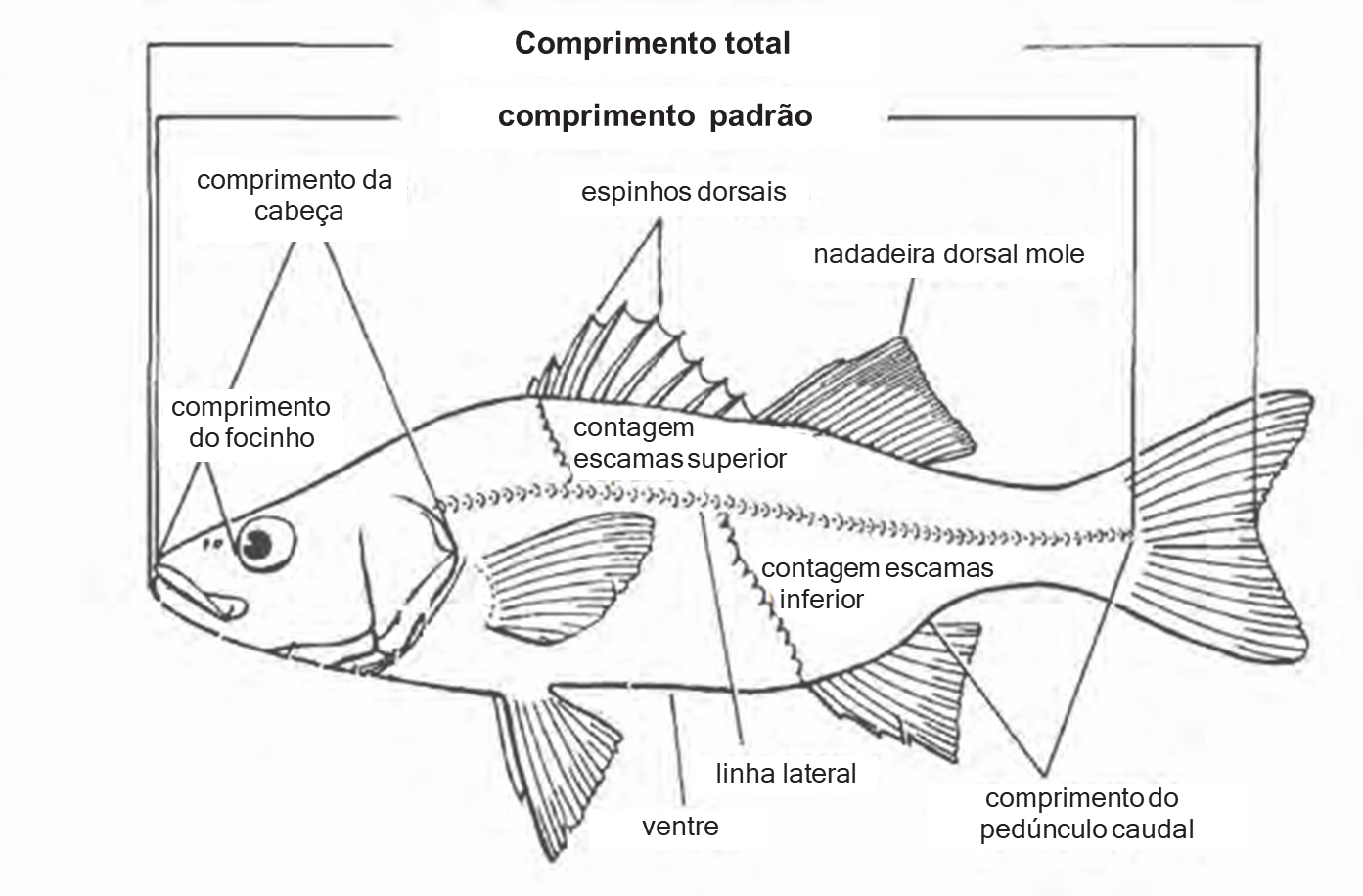 Letra inicial b com peixe